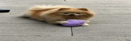 Pomeriaan honden te koop: Pomeriaan reutje - Advertentie 1