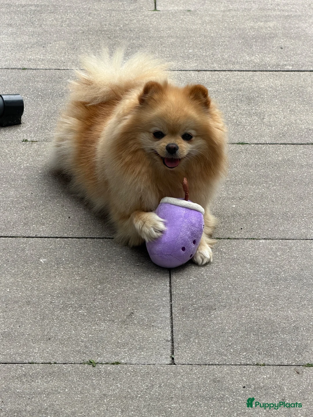 Pomeriaan honden te koop: Pomeriaan reutje - Advertentie 1