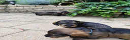 Ruwhaar Teckel honden te koop: Ruwharige teckel pup (standaard) - Advertentie 12