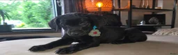 Kruising honden te koop: ❤️💙 Prachtige Doxiepoo's zoeken 4-ever home ❤️💙 - Advertentie 9