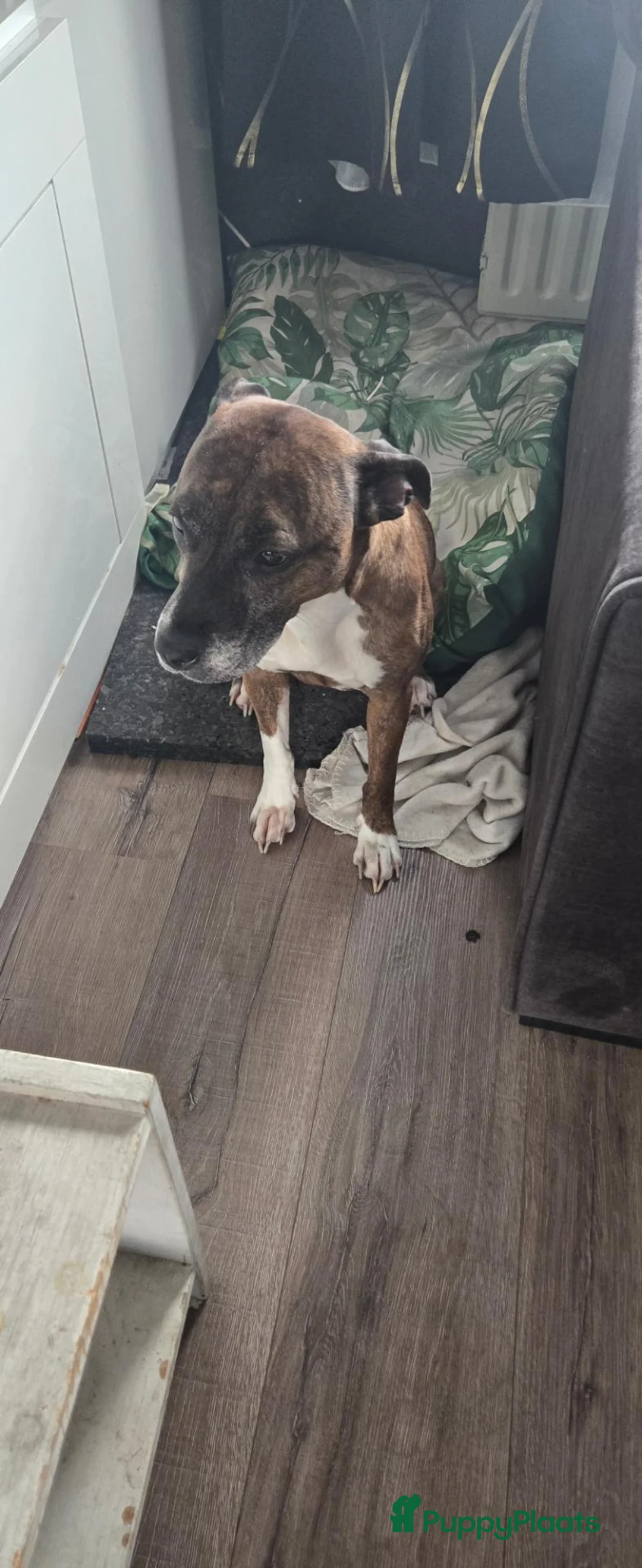 American Staffordshire Terriër honden te koop: Wegens gezondheidsredenen  - Advertentie 3