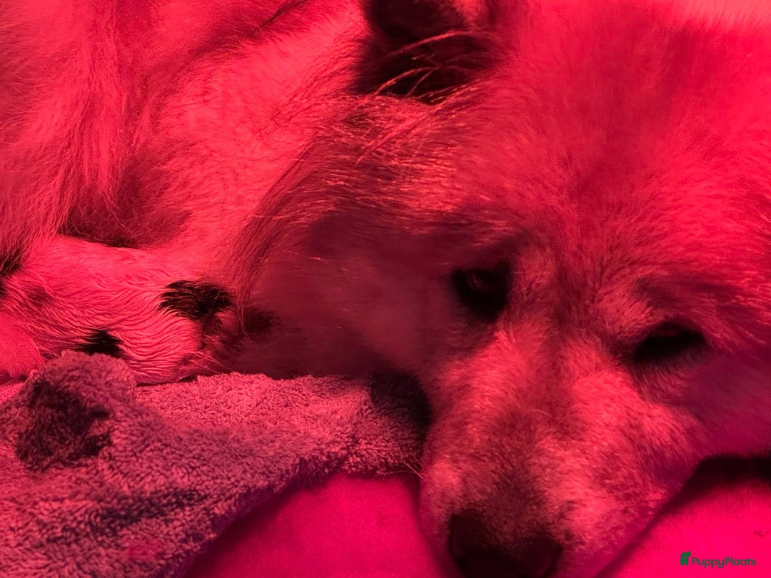 Thai Bangkaew Dog honden te koop: Thai Bangkaew Dog puppies - Advertentie 12