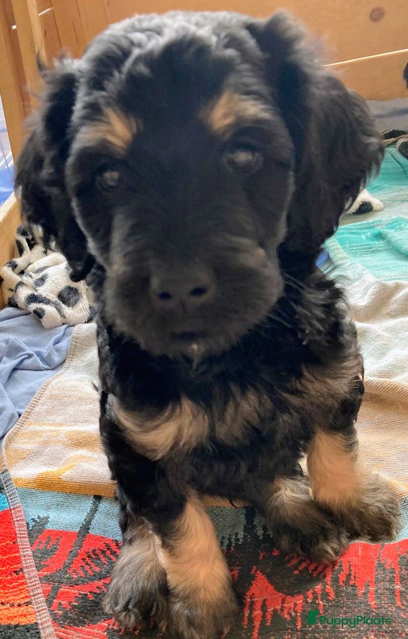 Labradoodle honden te koop: Labradoodle puppies  - Advertentie 8