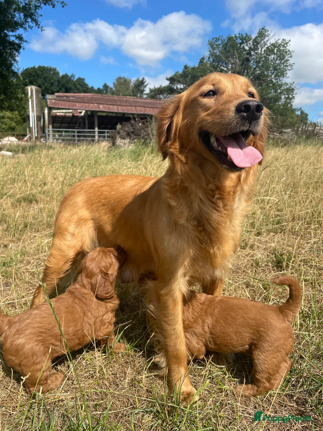 Kruising honden te koop: Mooie goldendoodle pups! - Advertentie 2