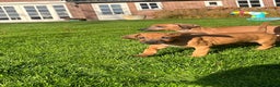 Rhodesian Ridgeback honden te koop: Rhodesian ridgeback pups met stamboom  - Advertentie 3