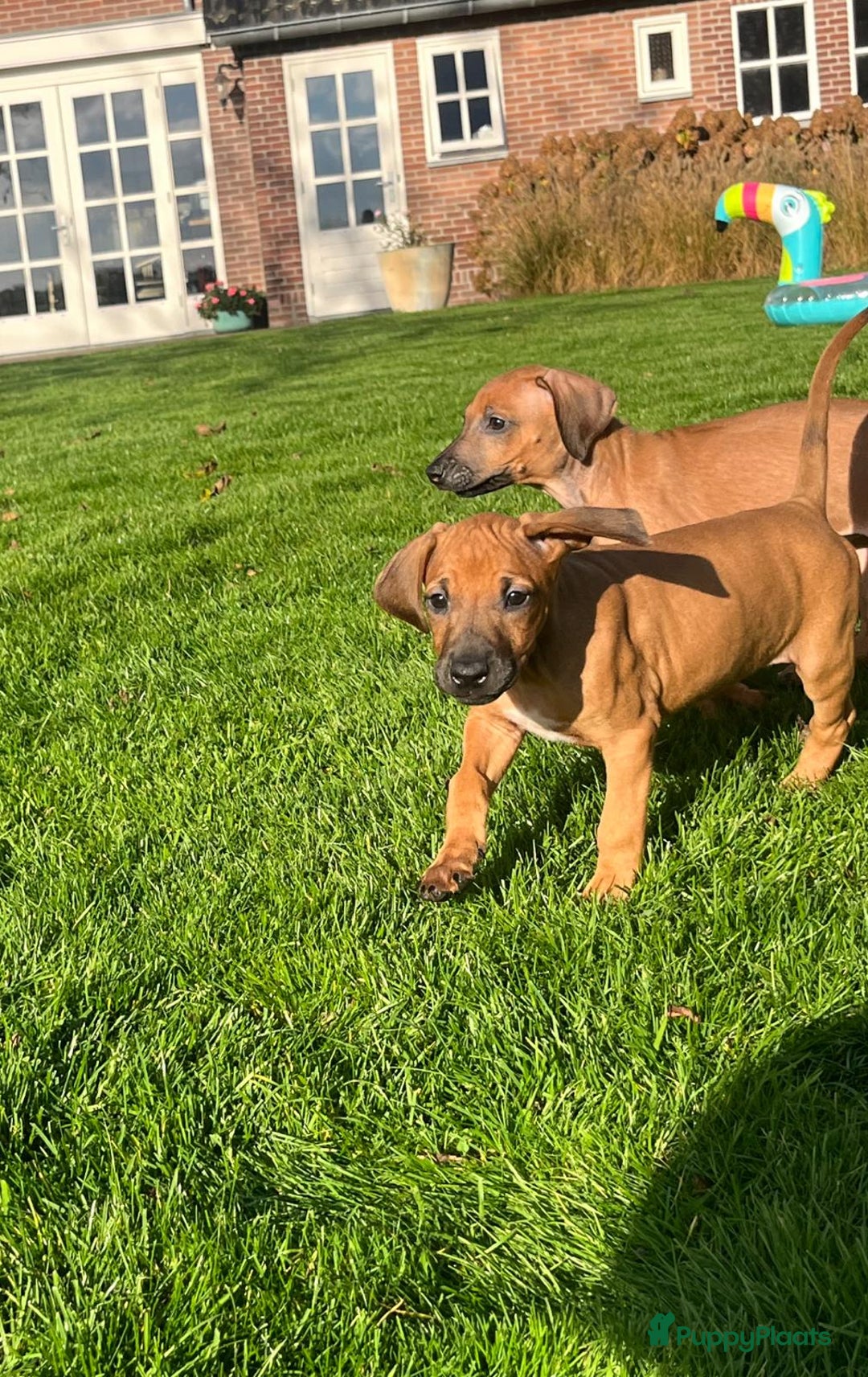 Rhodesian Ridgeback honden te koop: Rhodesian ridgeback pups met stamboom  - Advertentie 3