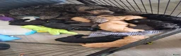 Labradoodle honden te koop: Labradoodle  pups hypoallergeen - Advertentie 16