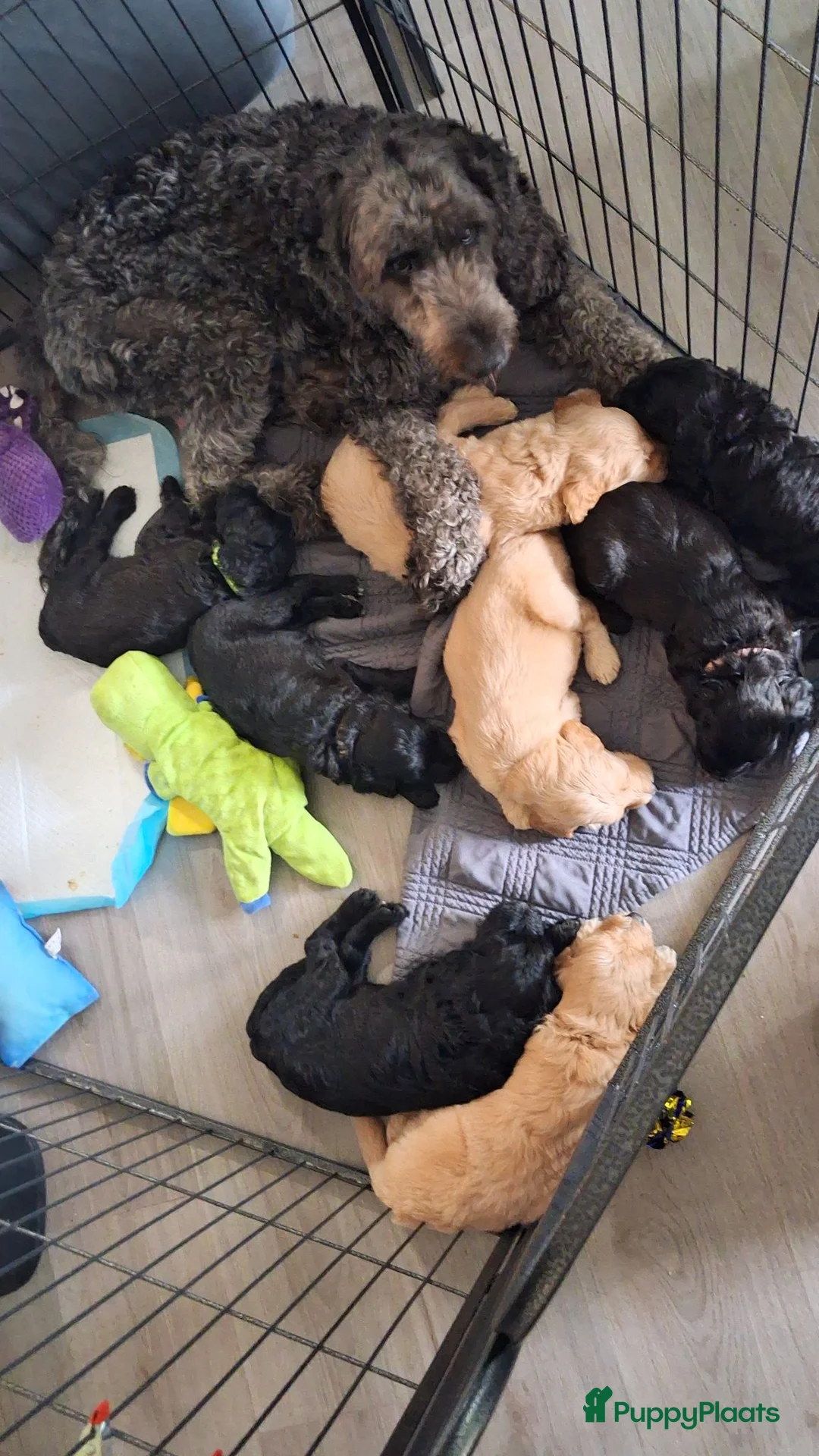 Labradoodle honden te koop: Labradoodle  pups hypoallergeen - Advertentie 16
