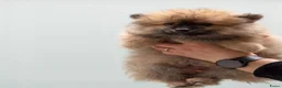 Kruising honden te koop: 4 Prachtige Keeshond/Pomeriaan pups (Oranje-Sabel) in Den Haag - Advertentie 16