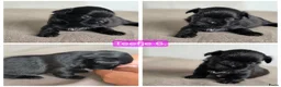 Shih Tzu honden te koop: Mooie lieve shih-tzu pups. - Advertentie 6
