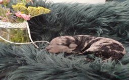 Labradoodle honden te koop: Prachtige multigen Labradoodles wavy vacht - Afbeelding 10