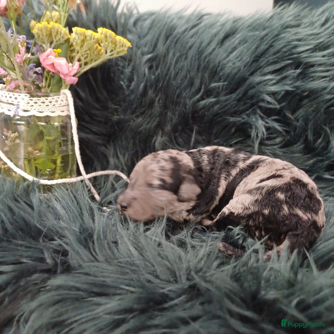 Labradoodle honden te koop: Prachtige multigen Labradoodles wavy vacht - Afbeelding 10