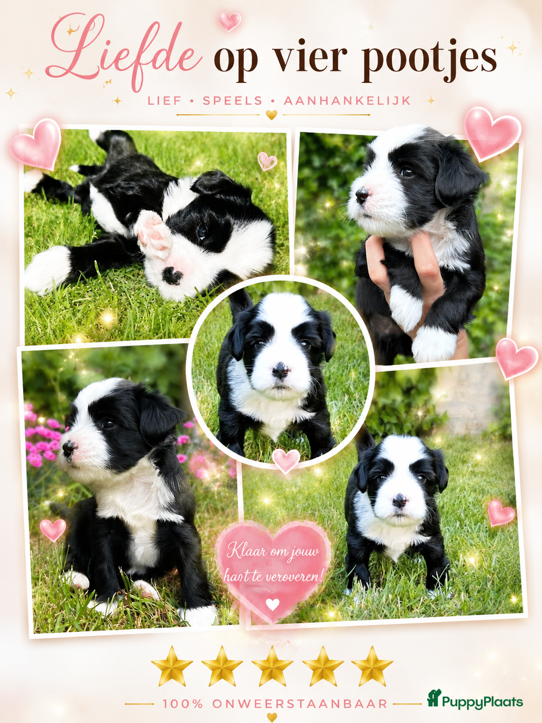 Tibetaanse Terriër honden Tibetaanse Terriër pup met stamboom - Advertentie 1