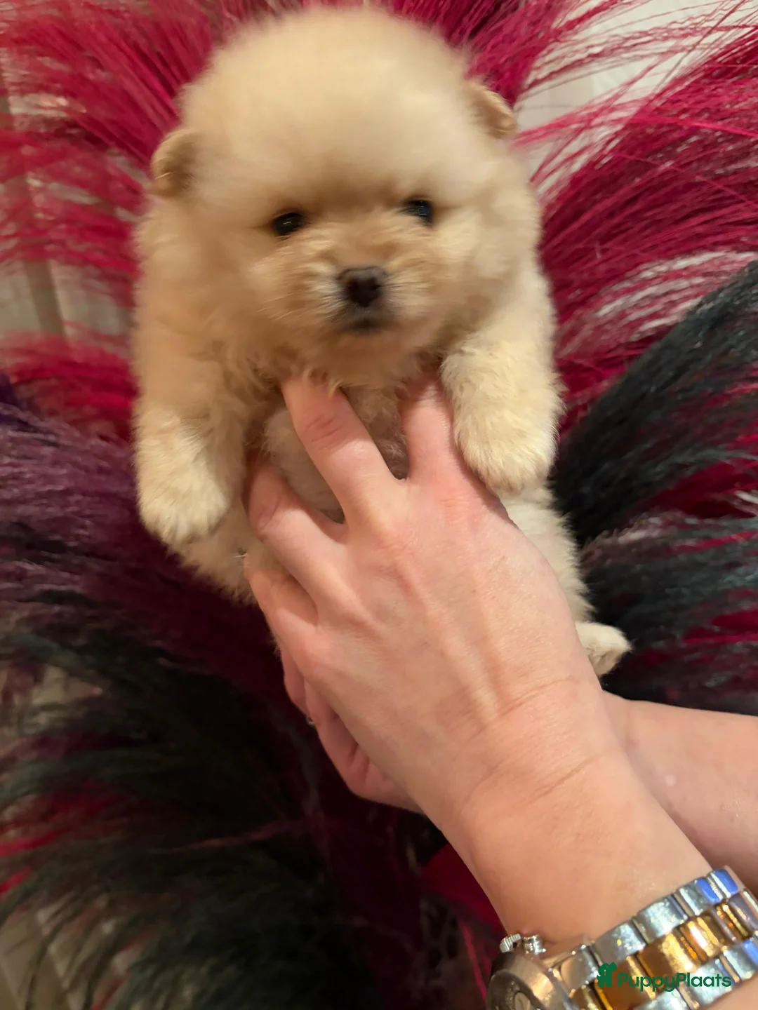 Pomeriaan honden te koop: Pomeriaan teefje ❤️ - Advertentie 5