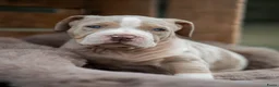 Amerikaanse Bully honden ter dekking: American Bully XL dekreu  - Advertentie 14