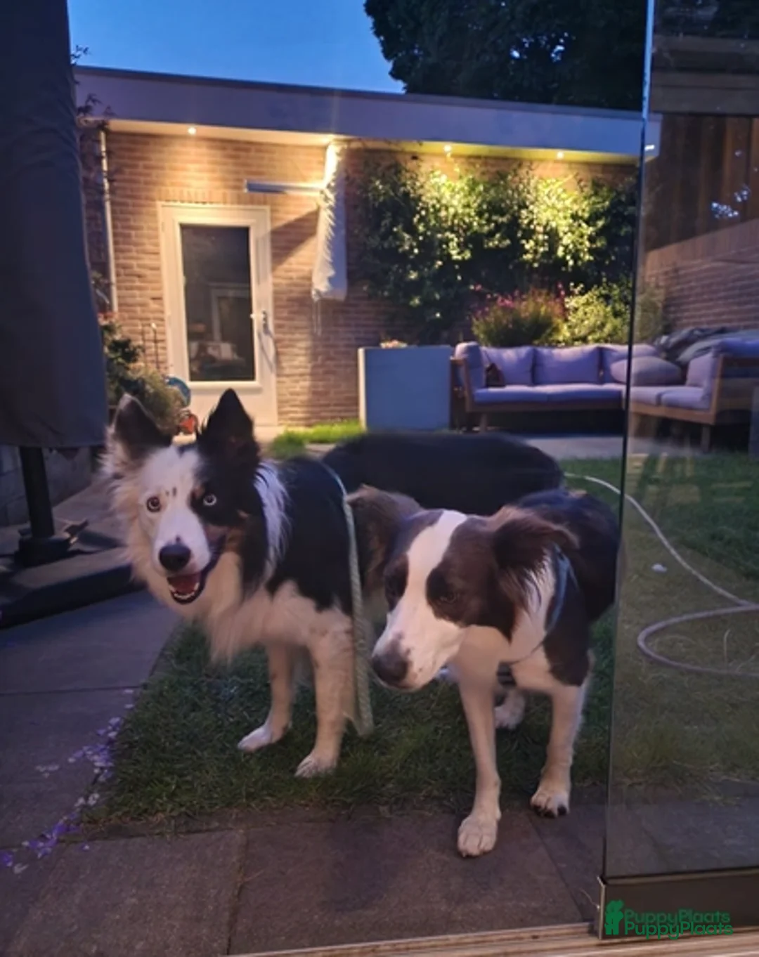 Border Collie honden ter dekking: Border Collie Dekreu in Terneuzen - Advertentie 17
