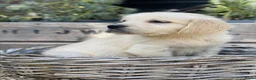 Golden Retriever honden te koop: Golden retriever pups - Advertentie 5