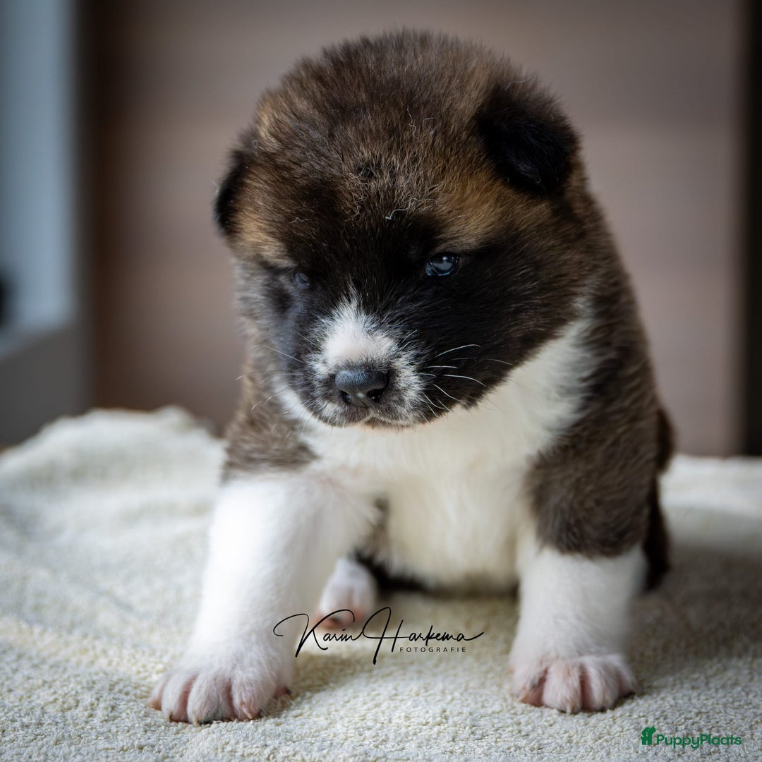 American Akita honden te koop: American Akita pups te koop - Advertentie 6