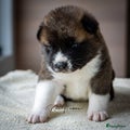 American Akita Puppy 6