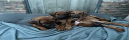 Rhodesian Ridgeback honden te koop: 10 prachtige Rhodesian Ridgeback pups te koop - Advertentie 20