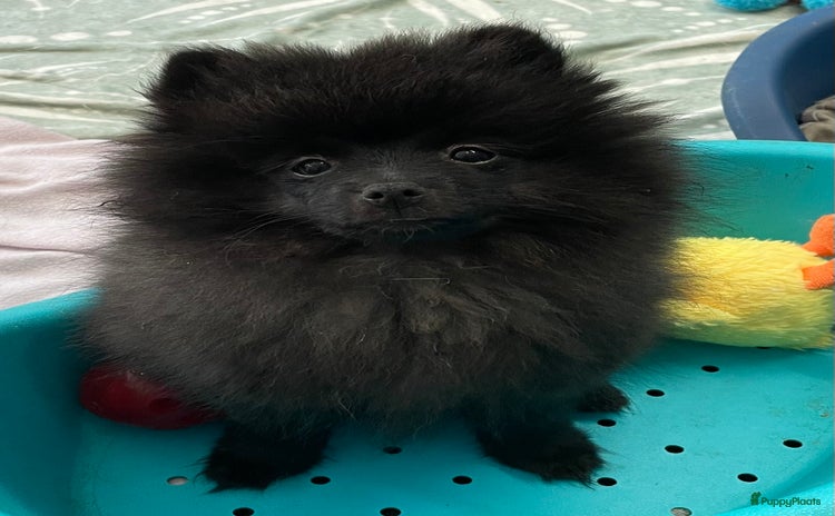 Pomeriaan honden in Enkhuizen - Advertentie 2