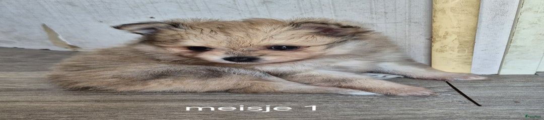 Pomeriaan Puppy 2