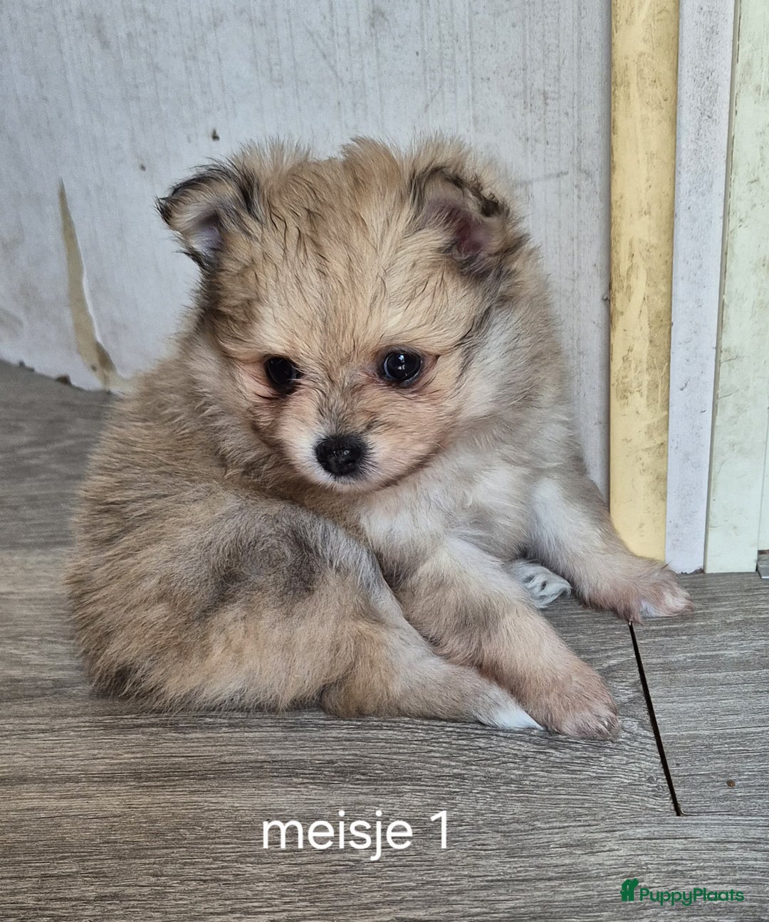 Pomeriaan honden te koop: Pomeriaan Pups - Afbeelding 11