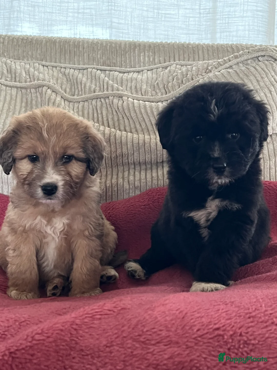 Kruising honden te koop: Prachtige aussidoodle pups - Advertentie 12