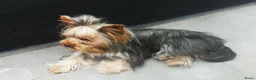 Kruising honden te koop: Prachtige Griffonshires - Advertentie 2