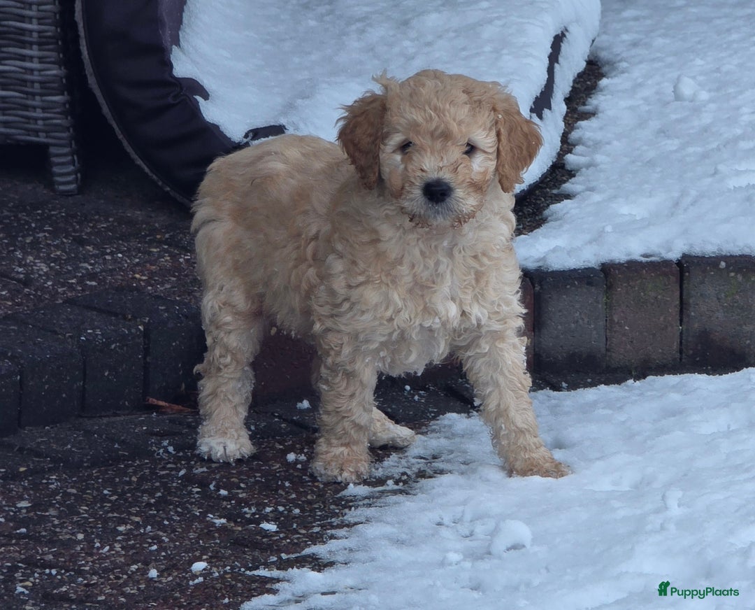 Kruising honden te koop: Goldendoodle multigen reutjes mogen verhuizen - Advertentie 5