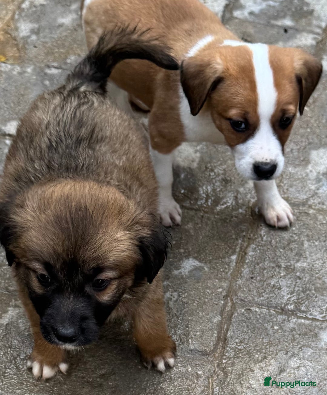 Kruising honden ter adoptie: eefje wie zoekt een  heel lief hondje?  - Advertentie 6