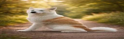 Kruising honden te koop: Alaskan Malamute mix  in Boxtel - Advertentie 7