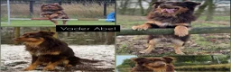 Australian Shepherd honden te koop: Australian Shepherd pups - Advertentie 23