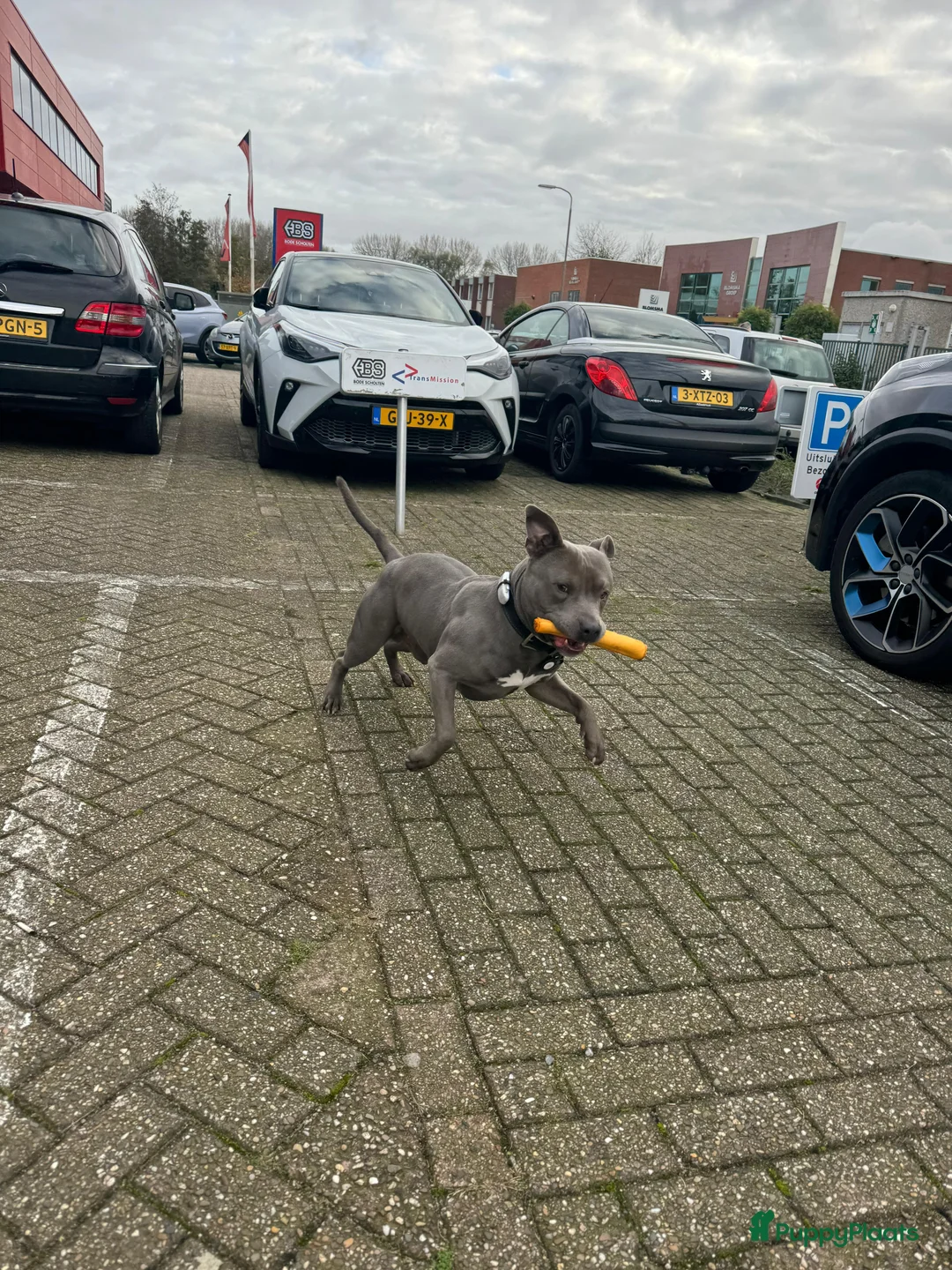 American Staffordshire Terriër honden ter dekking: American Staffordshire Terrier Reu  voor dekking - Advertentie 8