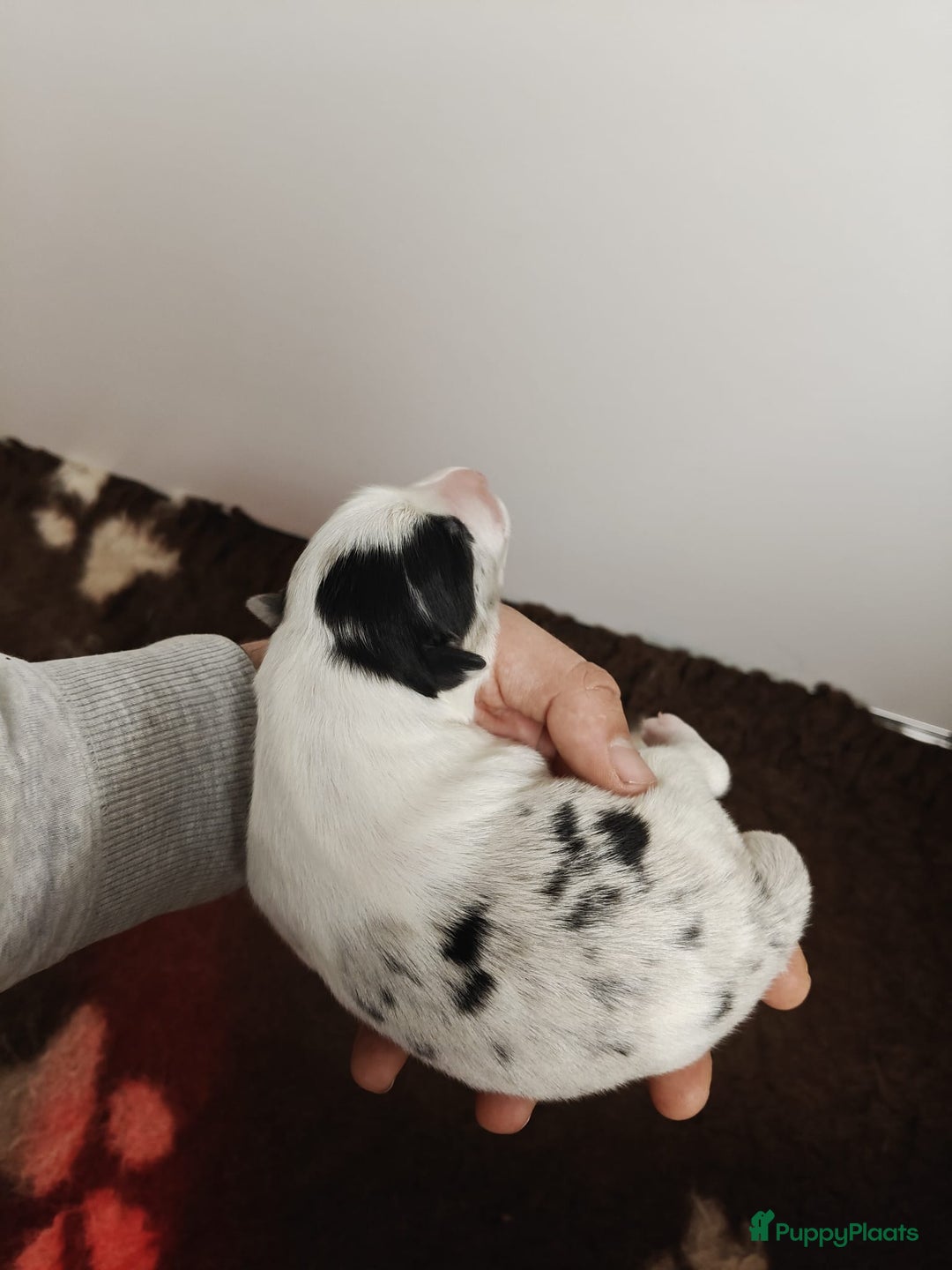 Border Collie honden te koop: Prachtig nestje blue merle bordercollie pups - Advertentie 3