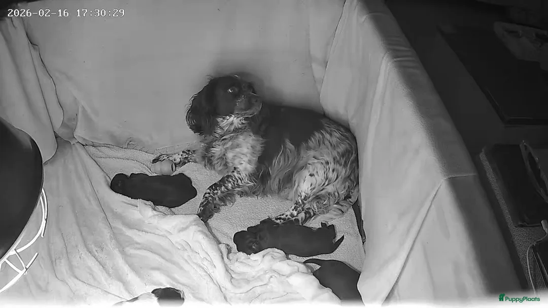 Kruising honden te koop: Lieve kruising pups zoeken een huisje. in Noordhorn - Advertentie 8