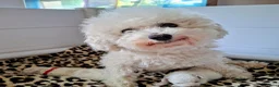 Bichon Frisé honden te koop: Prachtige Bichon Frisé met stamboom - Advertentie 16