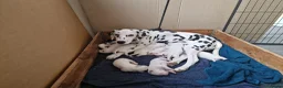 Dalmatiër honden te koop: dalmatiër puppy's zoeken leuk baasje. - Advertentie 11