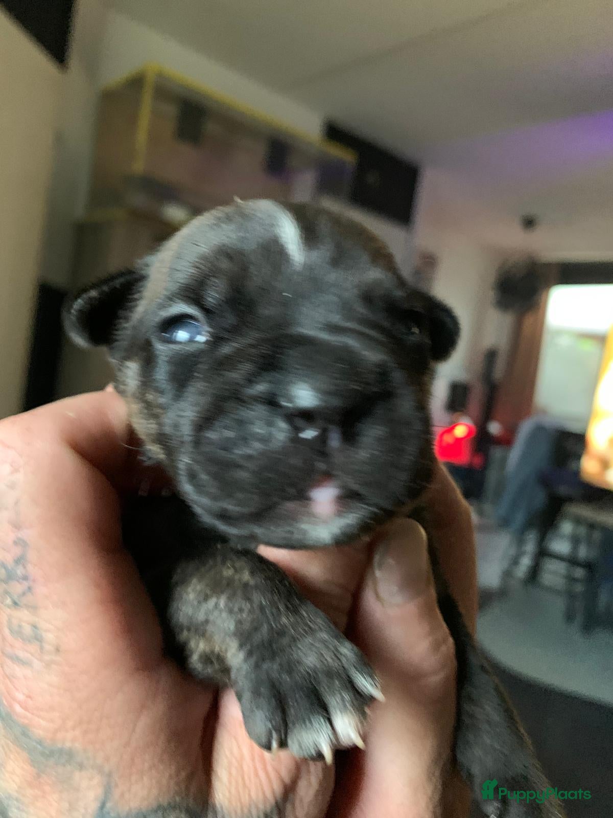 Kruising honden te koop: Mooie kruising fransebull / Americanbull - Advertentie 2