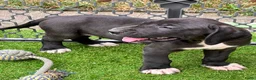Duitse Dog honden te koop: Prachtige Duitse Dog pups zoeken een thuis - Advertentie 15