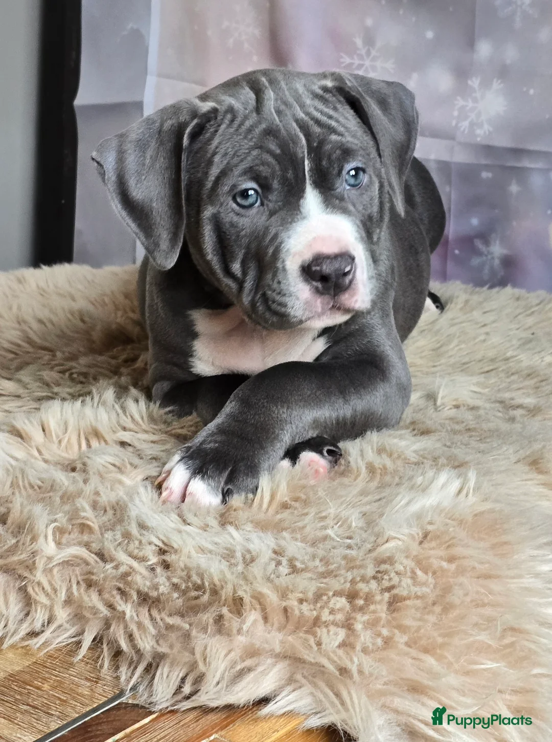 Amerikaanse Bully honden te koop: American Bully XL met ABKC stamboom  - Advertentie 3