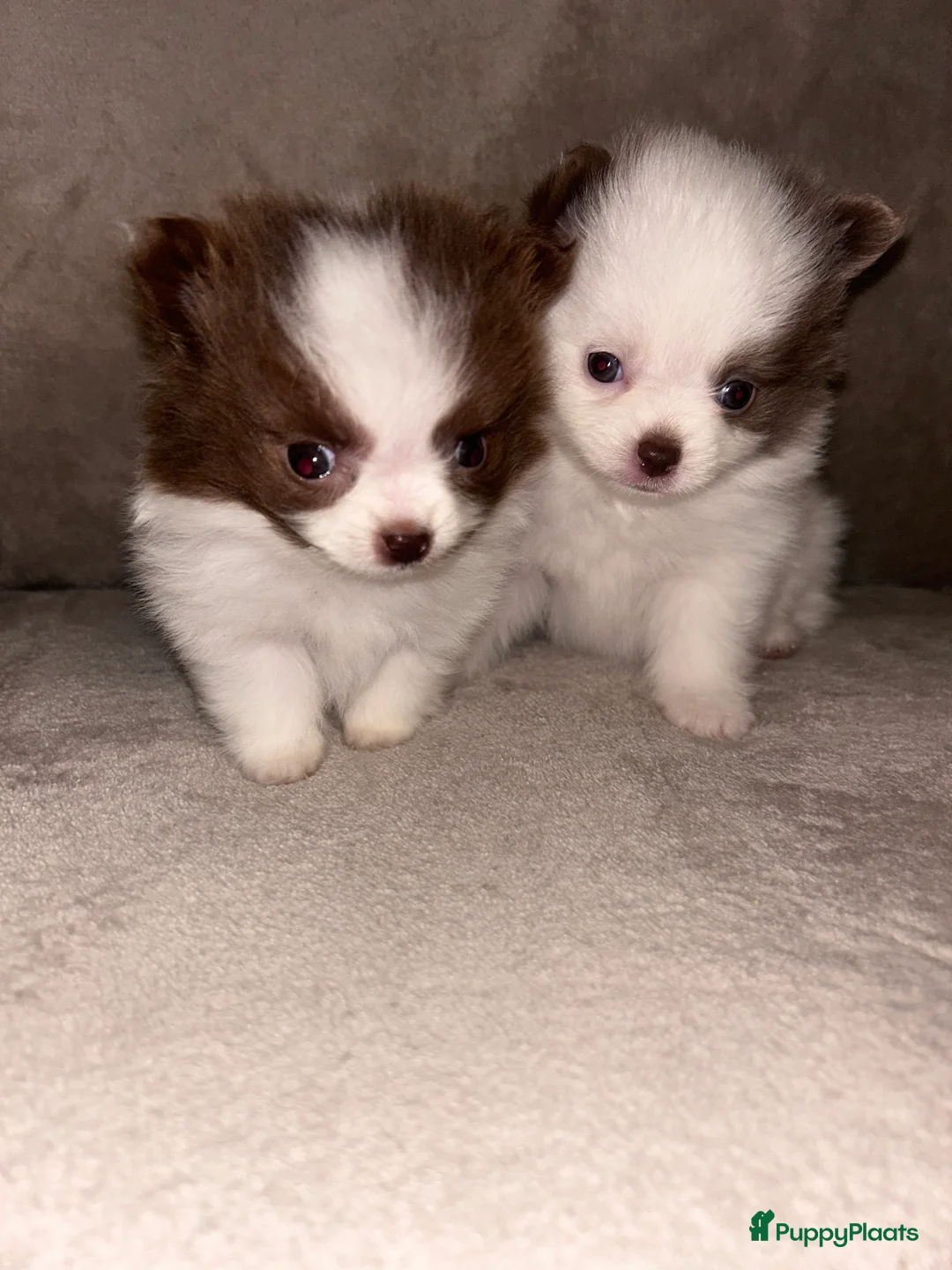 Pomchi honden te koop: Kleine pomchi pups 75% pomeranian 25% chihuahua - Advertentie 3