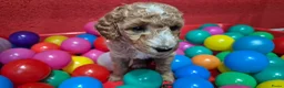 Cockapoo honden te koop: Cockapoo pupjes uit geteste ouders - Advertentie 4