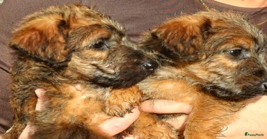Kruising honden Westfalen terrier pups  - Advertentie 9