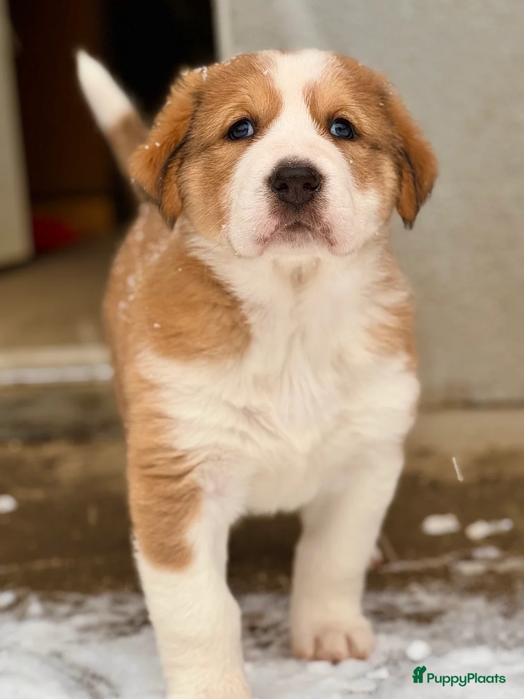 Alabai honden te koop: Prachtige Alabai - Central Asian Ovcharka teef  - Advertentie 4