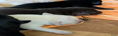 Bruine teef