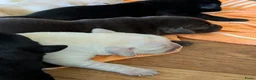 Labrador Retriever honden te koop: Raszuivere stamboom labrador retriever pups - Advertentie 7