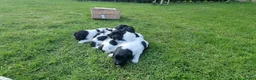 Friese Stabij honden te koop: Onze Donna heeft 6 pups - Advertentie 3