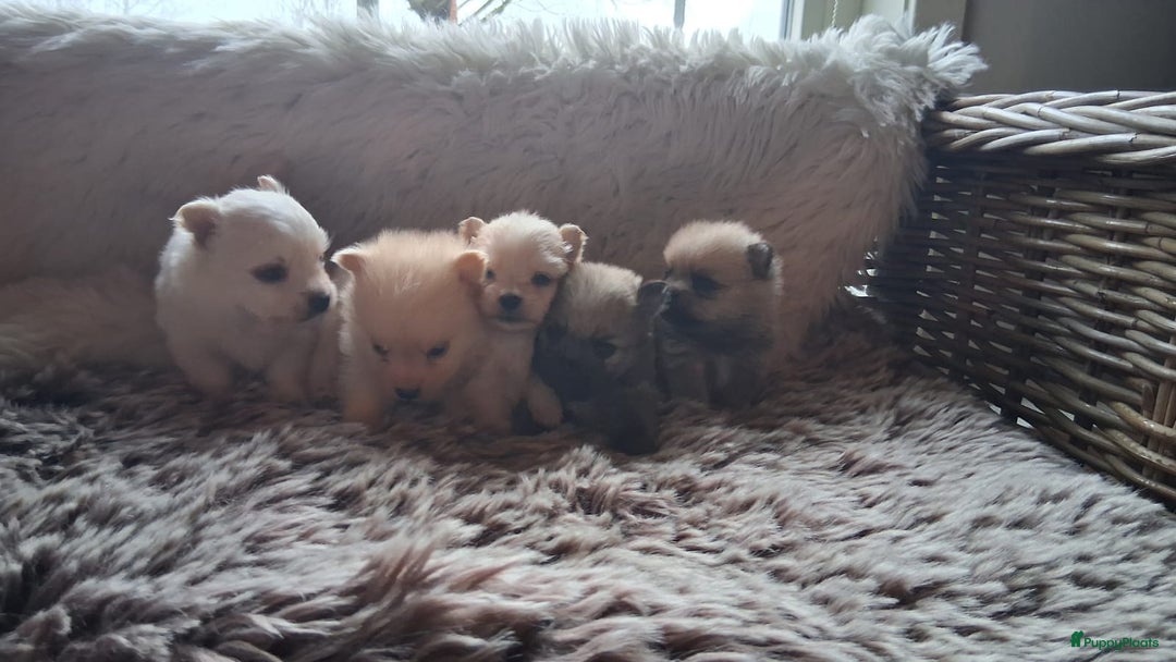 Pomchi honden te koop: Prachtige pomeriaan x pomchi's pups  - Advertentie 2