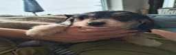 Kruising honden te koop: Prachtige pup teckel x maltezer - Advertentie 8